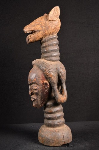 Autentico cane africano - un,
