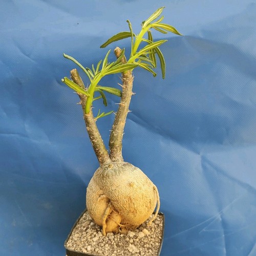 Pachypodium bispinosum 1400 - bispinosum, (1400