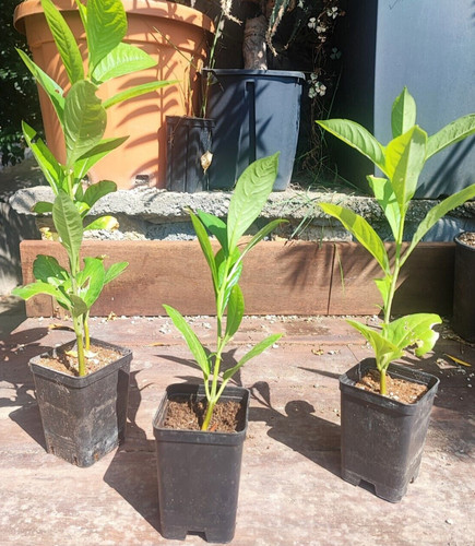 Adansonia digitata baobab - adansonia,