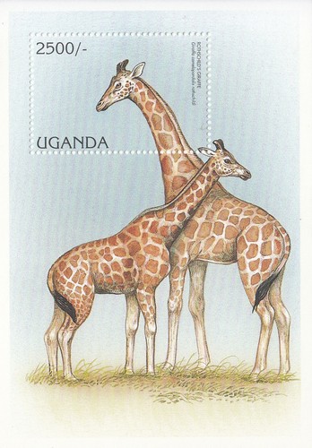Foglio ricordo giraffa uganda - foglio,