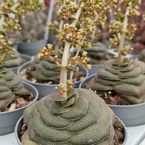 Crassula hemisphaerica capo - crassula,